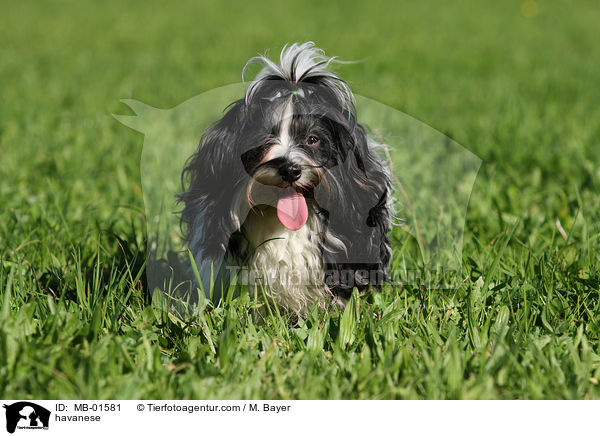 Havaneser / havanese / MB-01581