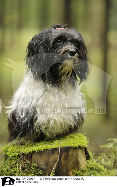 sitzender Havaneser / sitting havanese / AP-09004