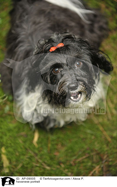 Havaneser Portrait / havanese portrait / AP-09005