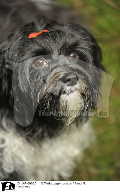 Havaneser / havanese / AP-09006