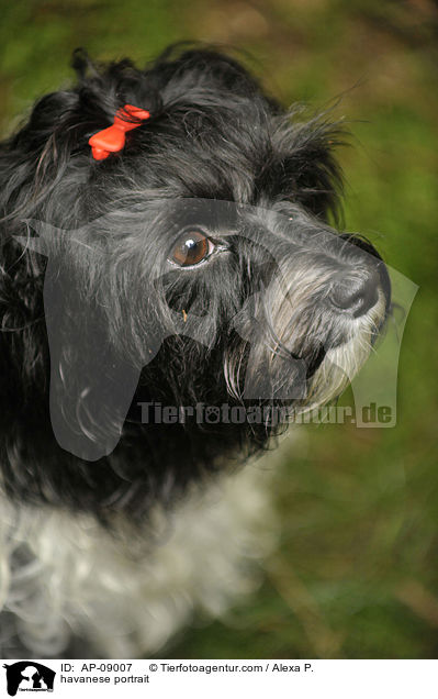 Havaneser Portrait / havanese portrait / AP-09007