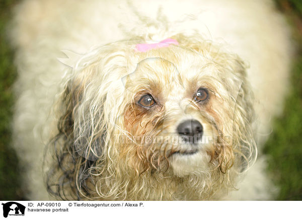 Havaneser Portrait / havanese portrait / AP-09010