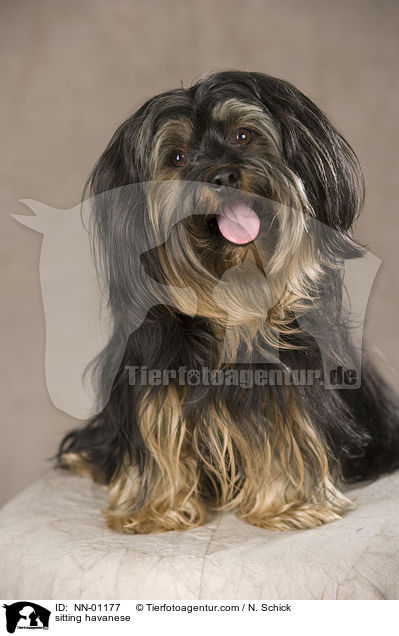 sitzender Havaneser / sitting havanese / NN-01177