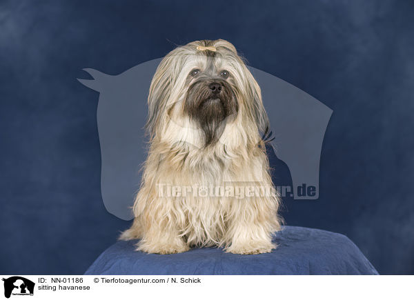 sitzender Havaneser / sitting havanese / NN-01186