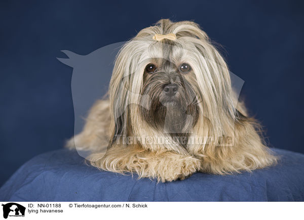 liegender Havaneser / lying havanese / NN-01188