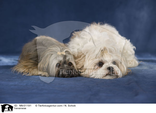 Havaneser / havanese / NN-01191