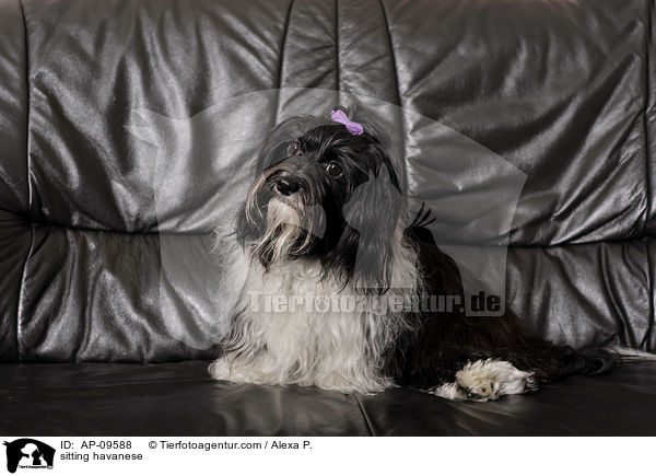 sitzender Havaneser / sitting havanese / AP-09588