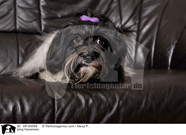 lying havanese / AP-09589