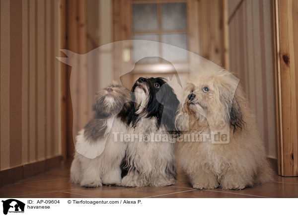 havanese / AP-09604