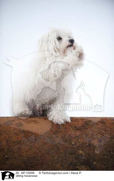 sitting havanese / AP-10006