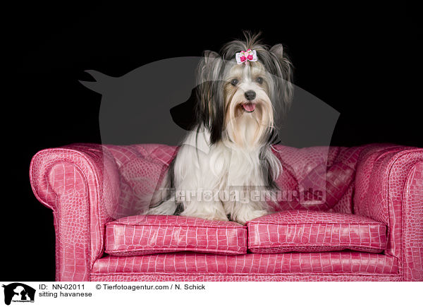 sitzender Havaneser / sitting havanese / NN-02011