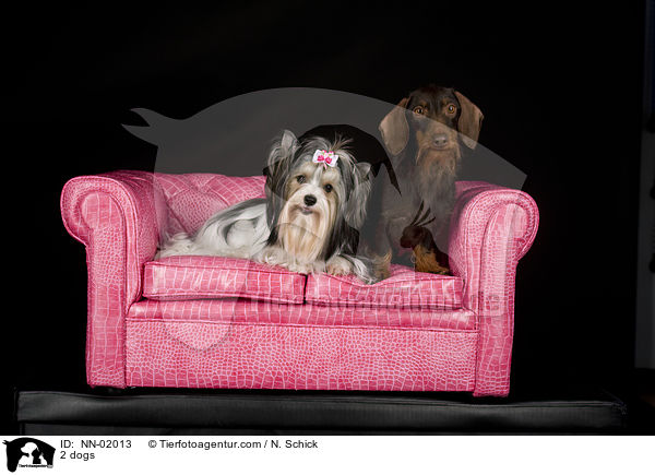 2 Hunde / 2 dogs / NN-02013