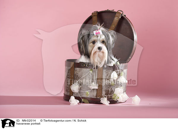 Havaneser Portrait / havanese portrait / NN-02014