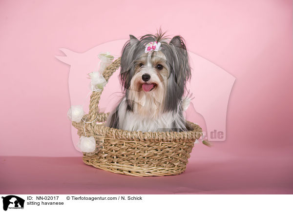 sitzender Havaneser / sitting havanese / NN-02017