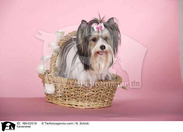 Havaneser / havanese / NN-02018