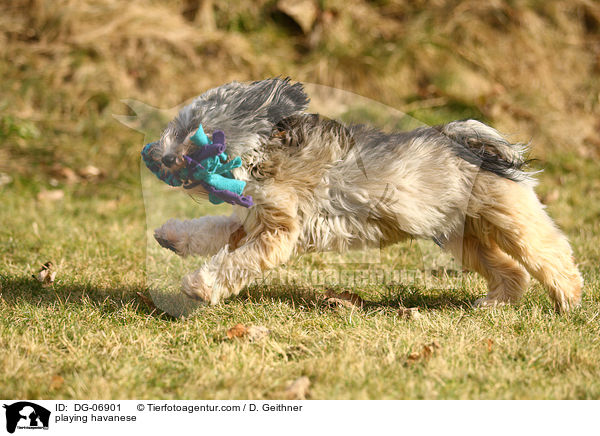 spielender Havaneser / playing havanese / DG-06901