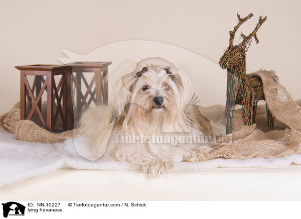 liegender Havaneser / lying havanese / NN-10227