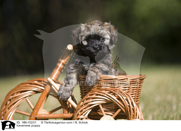 Havaneser Welpe / havanese puppy / NN-10231