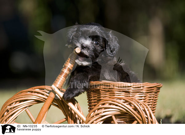 Havaneser Welpe / havanese puppy / NN-10235