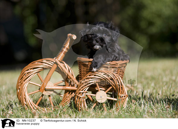 Havaneser Welpe / havanese puppy / NN-10237
