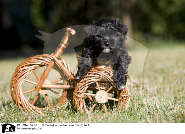 Havaneser Welpe / havanese puppy / NN-10238