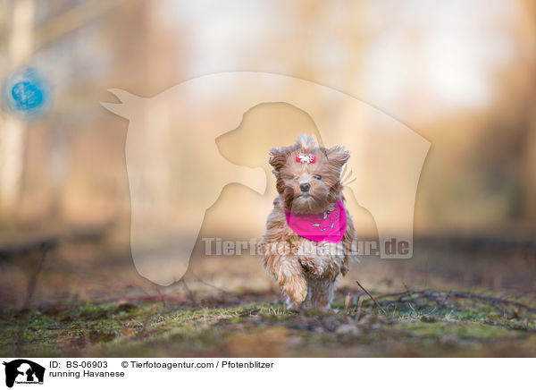 rennender Havaneser / running Havanese / BS-06903