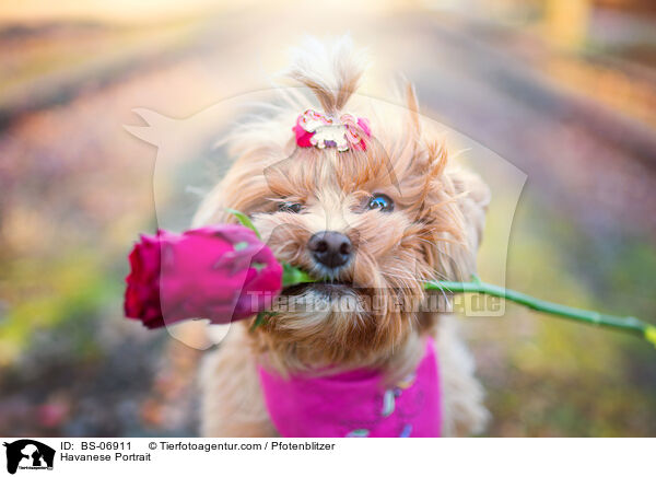 Havaneser Portrait / Havanese Portrait / BS-06911