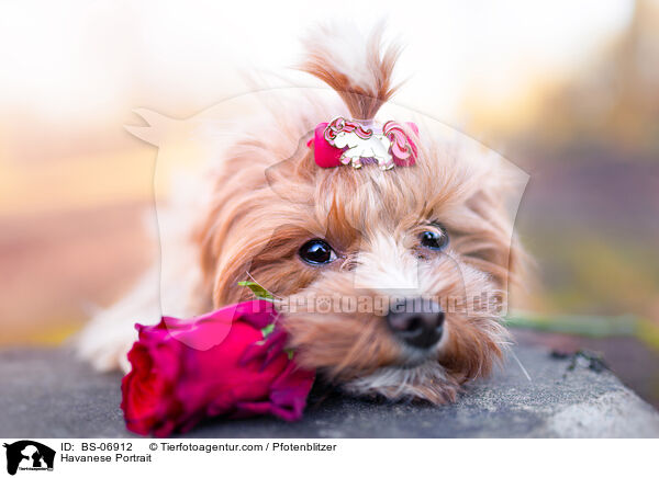 Havanese Portrait / BS-06912