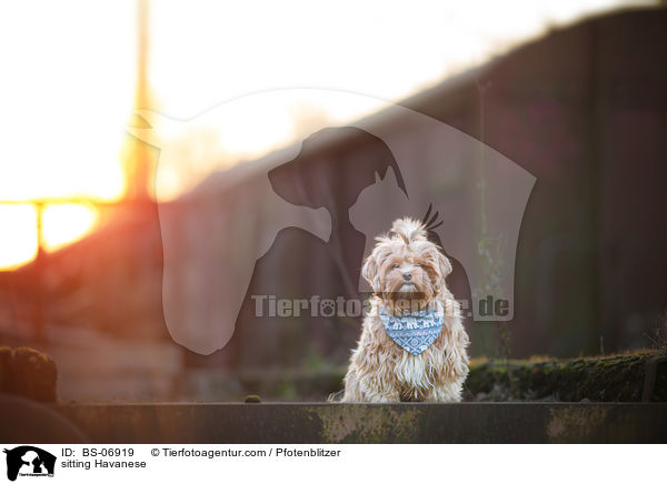 sitzender Havaneser / sitting Havanese / BS-06919