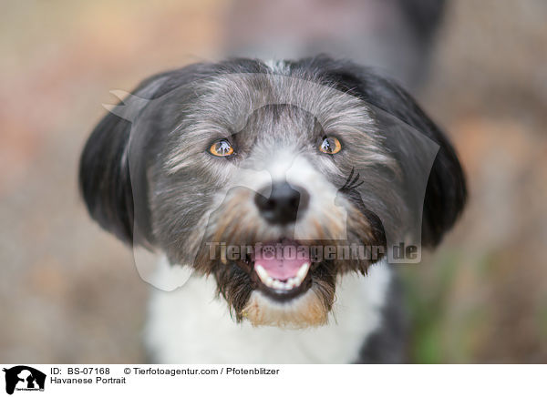Havaneser Portrait / Havanese Portrait / BS-07168