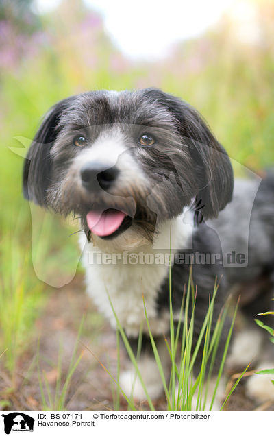 Havanese Portrait / BS-07171