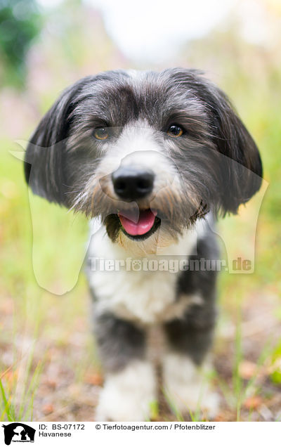 Havaneser / Havanese / BS-07172