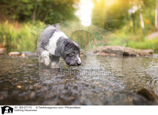 badender Havaneser / bathing Havanese / BS-07175