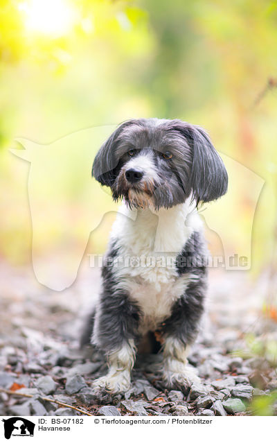 Havaneser / Havanese / BS-07182