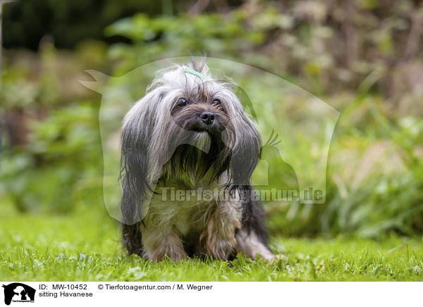 sitzender Havaneser / sitting Havanese / MW-10452
