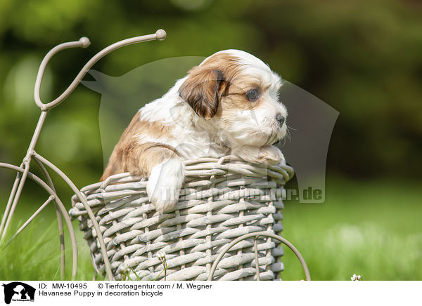 Havaneser Welpe in Deko Fahrrad / Havanese Puppy in decoration bicycle / MW-10495