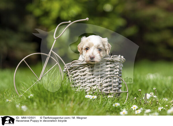 Havaneser Welpe in Deko Fahrrad / Havanese Puppy in decoration bicycle / MW-10501