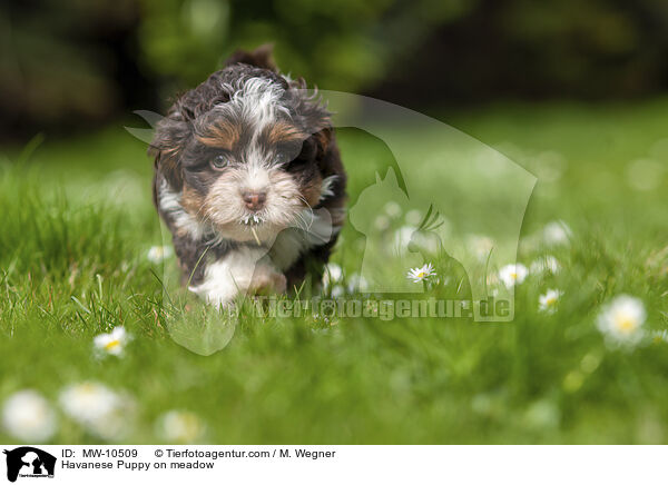 Havanese Puppy on meadow / MW-10509