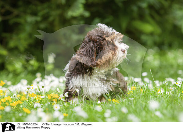 sitzender Havaneser Welpe / sitting Havanese Puppy / MW-10524
