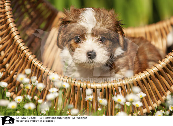 Havaneser Welpe im Krbchen / Havanese Puppy in a basket / MW-10528