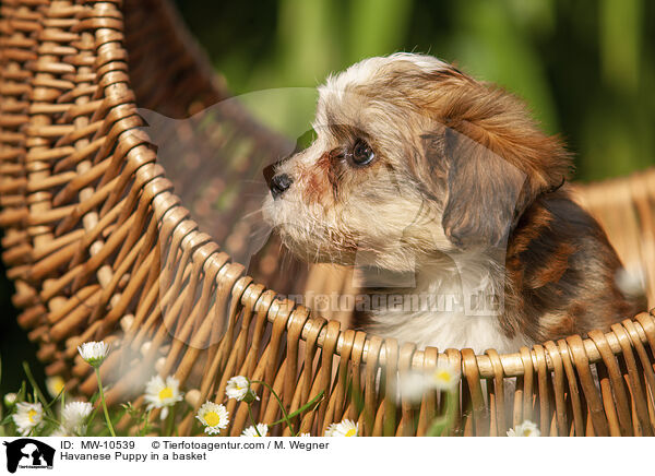 Havaneser Welpe im Krbchen / Havanese Puppy in a basket / MW-10539