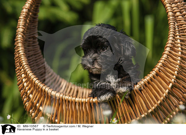 Havanese Puppy in a basket / MW-10567