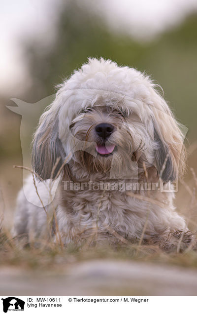 lying Havanese / MW-10611