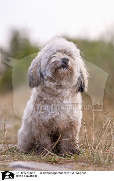sitzender Havaneser / sitting Havanese / MW-10615