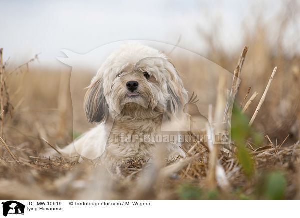 liegender Havaneser / lying Havanese / MW-10619