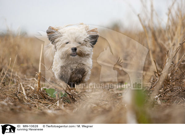 rennnender Havaneser / running Havanese / MW-10628