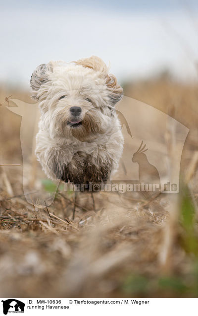 rennender Havaneser / running Havanese / MW-10636