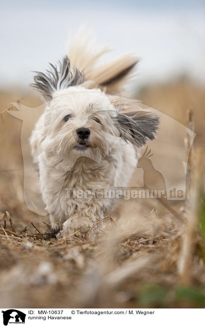 rennender Havaneser / running Havanese / MW-10637