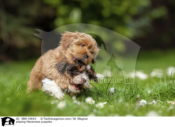 spielende Havaneser Welpen / playing Havanese puppies / MW-10643