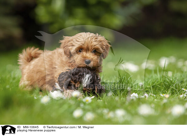 spielende Havaneser Welpen / playing Havanese puppies / MW-10645